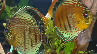 Symphysodon tarzoo im Aquarium halten