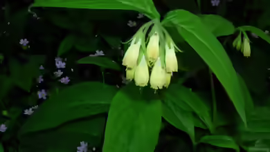 Symphytum tuberosum im Garten pflanzen