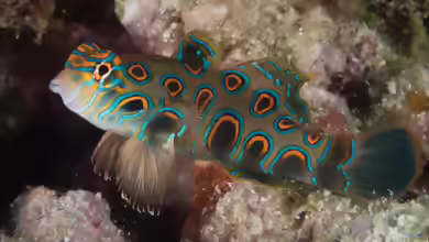 Synchiropus picturatus im Aquarium halten