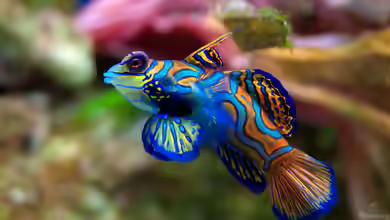 Synchiropus splendidus im Aquarium halten