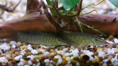 Syncrossus beauforti im Aquarium halten