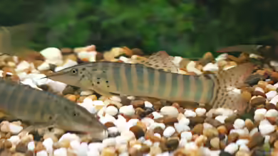 Syncrossus berdmorei im Aquarium halten