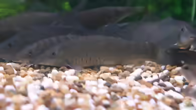 Syncrossus helodes im Aquarium halten