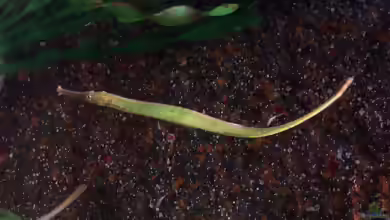 Syngnathoides biaculeatus im Aquarium halten