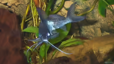 Synodontis alberti im Aquarium halten