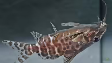 Synodontis batensoda im Aquarium halten