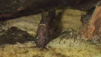 Synodontis nigriventris im Aquarium halten