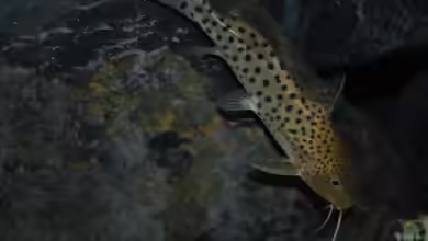 Synodontis njassae schnattern!