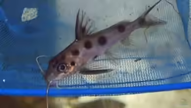 Synodontis notatus im Aquarium halten
