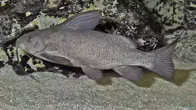Synodontis vanderwaali im Aquarium halten