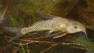 Synodontis woosnami im Aquarium halten
