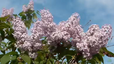 Syringa vulgaris im Garten pflanzen