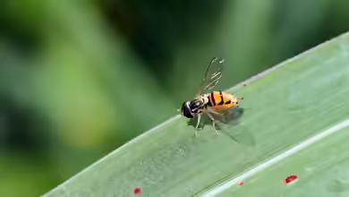 Syrphidae am Gartenteich