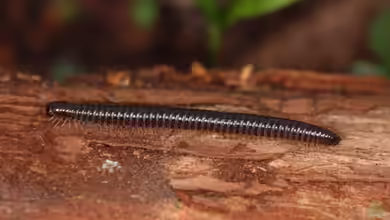 Tachypodoiulus niger im Garten