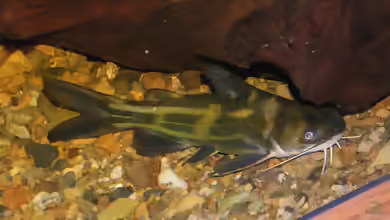Tachysurus fulvidraco im Aquarium halten