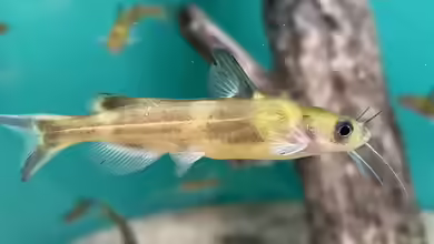 Tachysurus nudiceps im Aquarium halten