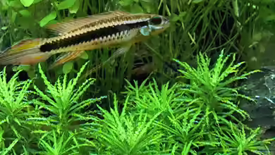 Taeniacara candidi im Aquarium halten