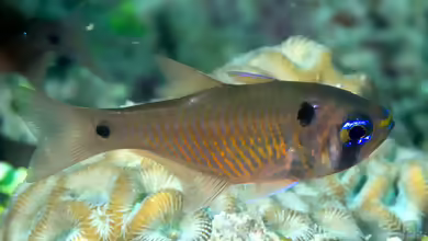Taeniamia biguttata im Aquarium halten