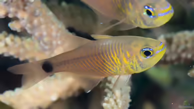 Taeniamia fucata im Aquarium halten