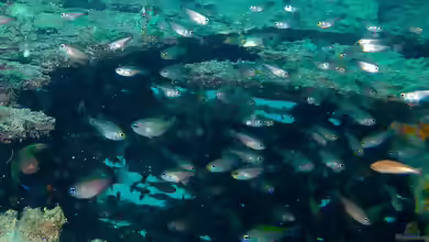 Taeniamia macroptera im Aquarium halten