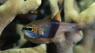 Taeniamia zosterophora im Aquarium halten