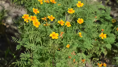 Tagetes tenuifolia am Gartenteich