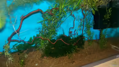 Taiwaner Aqua von Lulu