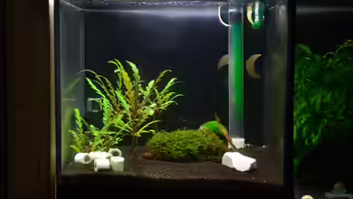 Taiwaner von Julian H.