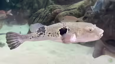 Takifugu rubripes im Aquarium halten