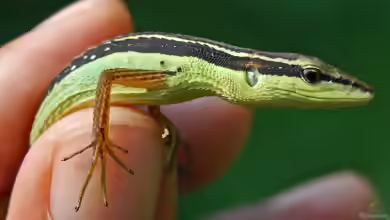 Takydromus sexlineatus im Terrarium halten