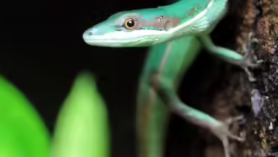 Takydromus smaragdinus im Terrarium halten