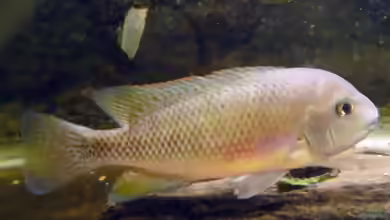 Talamancaheros sieboldii im Aquarium halten