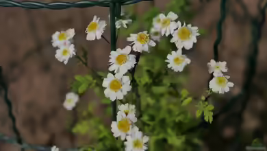 Tanacetum parthenium im Garten pflanzen