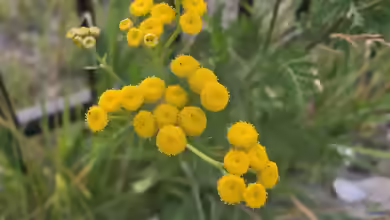 Tanacetum vulgare im Garten pflanzen