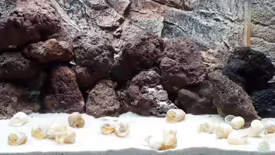 Tanganjika 125 von NiRo