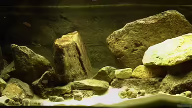 Tanganjika 1999 bis 2007 von Georg Botz