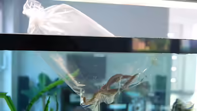 Tanganjika Aal: Aethiomastacembelus moori! (Titel geändert)