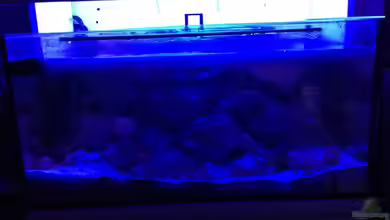 Tanganjika Becken von tobsen