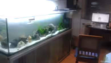 Tanganjika-Cliffside von Akula