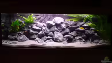 Tanganjika-Gesellschaft von Bbert