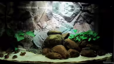 Tanganjika ist bei mir im Wohnzimmer von donolli