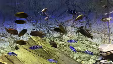 Tanganjika/Malawi Mix von Niko Gröters