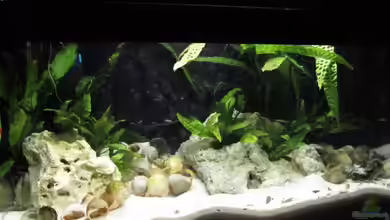 Tanganjika-Minibecken von cammarus