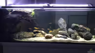 Tanganjika Raumteiler //1 von Callespeed