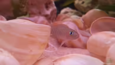 Tanganjika sandy stones (Nur noch Beispiel) von Daniel Kastner