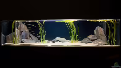 Tanganjikaaquarium: Faszinierende Buntbarsche, klare Strukturen und naturnahe Aquariengestaltung