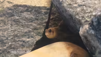 Tanganjikabecken von just