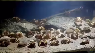 Tanganyika Sandzone von David Breuers