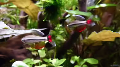 Tanichthys albonubes im Aquarium halten