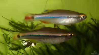 Tanichthys kuehnei im Aquarium halten